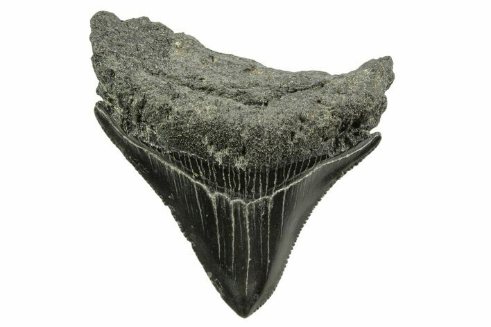 Posterior Juvenile Megalodon Tooth - South Carolina #375954